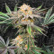 Dozy Breath Feminized Seeds (AlphaFem Seeds)