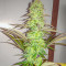 Eleven Roses Early Version Seeds (Delicious Seeds)