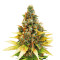 Graines de cannabis Gelato (Cali Buds Seeds)