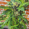 Pumpkin Kush Seeds