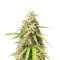 Purple Punch Auto (Herbies Seeds)
