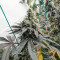 Sementes Feminizadas de Purple Punch F1 (Seedkeepers)