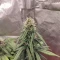 Vente de graines de cannabis LSD-25 Auto (Fast Buds)