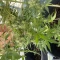 Semi di cannabis fem Gelato Auto in vendita