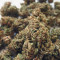 Stardawg auto fem: seeds for sale, strain information and customer reviews