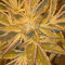 Runtz Muffin Seeds (Barney’s Farm)