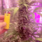 Vente de graines de cannabis Fast & Vast Auto (Heavyweight Seeds)