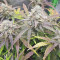 Buy Wedding Cake Auto feminized seeds by Barney's Farm