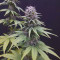 CBG-Force Seeds - Cannabis Strain Seeds for Sale