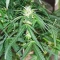 Bruce Banner Auto (Herbies Seeds)