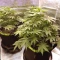 Peyote Critical (Barney's Farm) Cannabis-Samen zu verkaufen