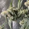 Girl Scout Cookies (Herbies Seeds)