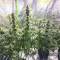 Durban Poison Seeds (Dutch Passion) - Cannabis Strain Seeds for Sale