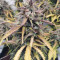 Wedding Cake Auto feminized seeds for sale by Original Sensible Seeds