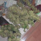BCN Power Plant Seeds - Cannabis Strain Seeds for Sale