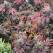 Bakers Delight จาก DNA Genetics