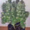 Vendita di semi femminizzati Medical Mass CBD
