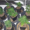 Buy Widow Remedy regular seeds by Barney's Farm