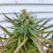 Acquista Auto Skywalker Haze ⚔️ semi femminizzati di Dutch Passion