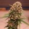 Runtz XL Auto feminized seeds for sale: information and reviews