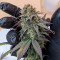 CBD Critical Cure Seeds - Cannabis Strain Seeds for Sale