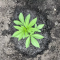 Runtz Muffin Seeds (Barney’s Farm)