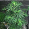 Russian Haze Auto Seeds