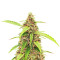 Scarlet Skunk Autoflower Feminized Seeds (Easy Grow Seeds)