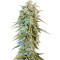 Blue Fire (Humboldt Seeds Organization)