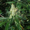 Graines féminisées de Sour Diesel (Barney's Farm)