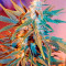 Belladonna feminized seeds