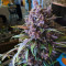 Semillas feminizadas de Black Cherry Punch (Pyramid Seeds)