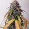 Buddha Magnum Auto Seeds