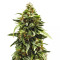 Graines de cannabis Buddha Medikit Auto CBD (Buddha Seeds)