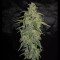 Buddha Syrup Auto regular (Buddha Seeds)