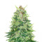 CBD Lemon Seeds from Herbies Seeds