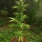CBG Mamba Negra Seeds