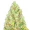 Critical XXL Seeds (Herbies Seeds)