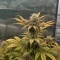 Do-Si-Dos Auto Seeds (Royal Queen Seeds)