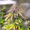 Sementes Feminizadas de Dream Queen Autoflower (Humboldt Seed Company)