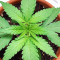 Girl Scout Cookies Fast Version (Herbies Seeds)