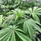 Gorilla Super Glue Seeds