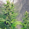 Hash Heaven (Soma Seeds)