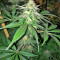 Hash Heaven (Soma Seeds)