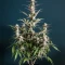 Highcloudz Auto Seeds