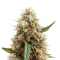 Highcloudz Seeds