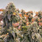 Holy Grail Kush (DNA Genetics)