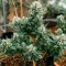 Mi 6 Auto Seeds