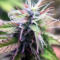 Graines de cannabis Monkey GG#4 Original Glue (Growers Choice)