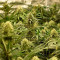 Semi Femminizzati Monster Bruce Banner Auto (Monster Genetics)